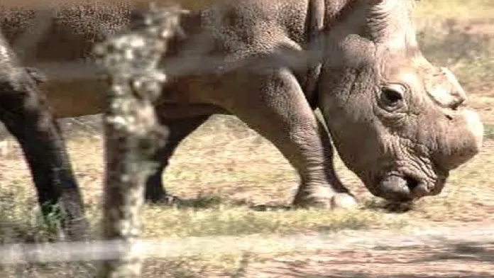 Nosorožec v Keni