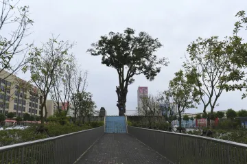 Městská zeleň pohltí stovky tun znečištění. Vědci ukazují, jak levné a účinné to je