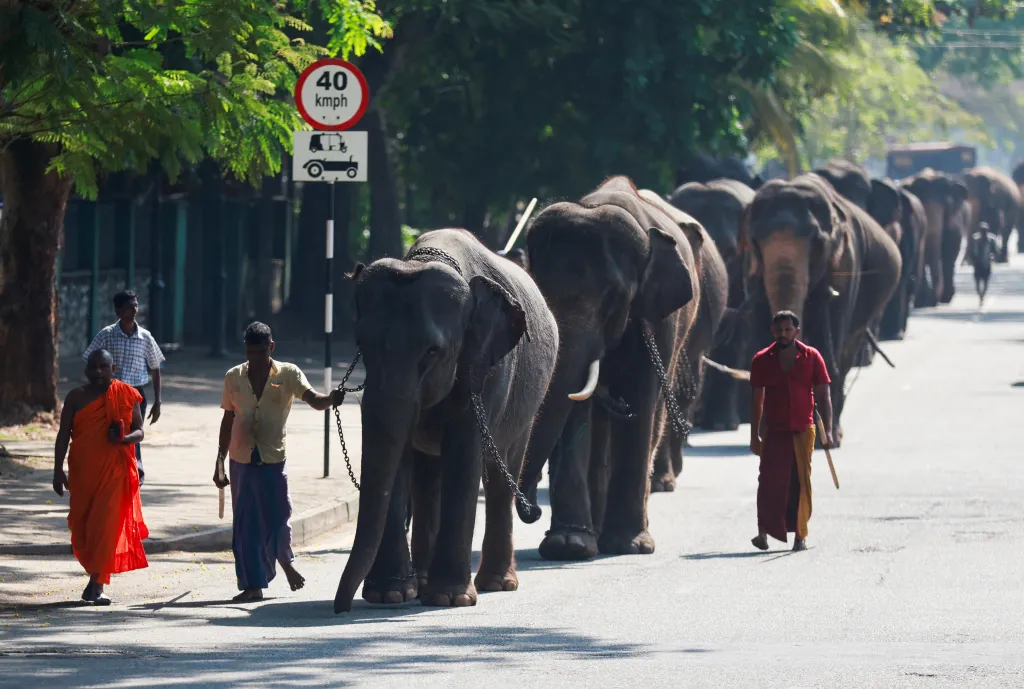 Uctívání slonů v chrámu Gangaramaya Temple