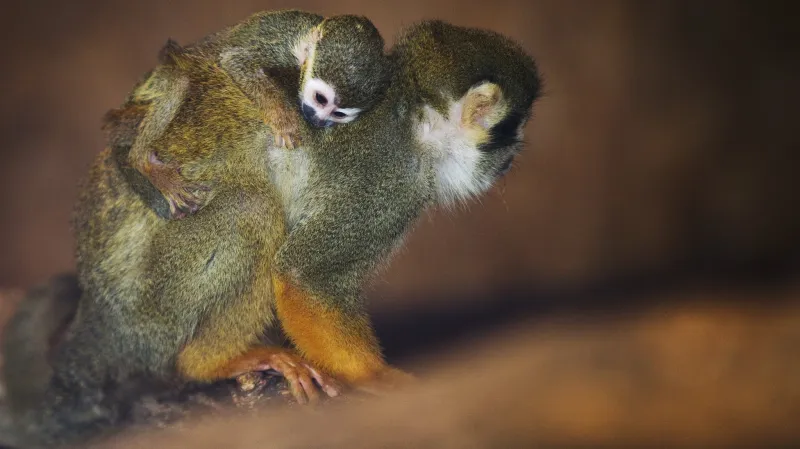 Plaváček (kotul veverovitý)