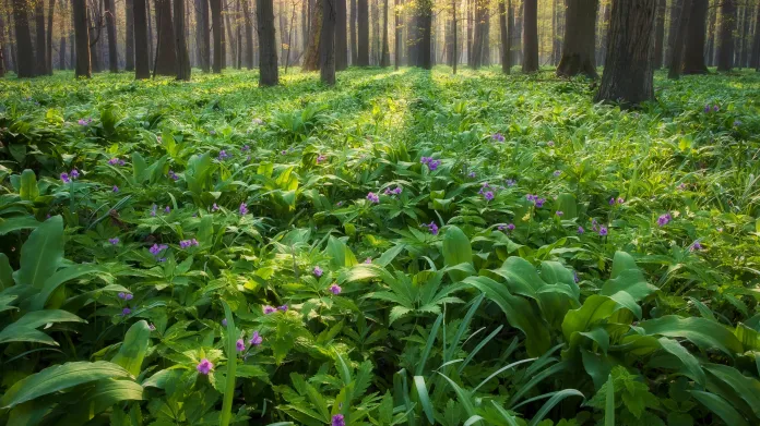 Lužní les s rozkvetlou kyčelnicí