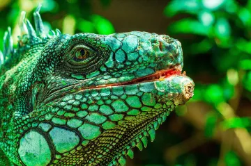 Tříletou dívku pokousal leguán. Nakazil ji bakterií, na kterou klasická antibiotika nezabrala