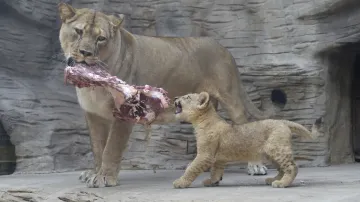 Samice lva berberského a její mládě