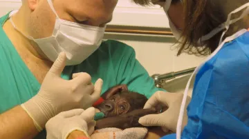 Gorilí mládě v péči ošetřovatelů