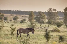 Lidé věnovali jeden a půl milionu korun na záchranu rezervace divokých koní