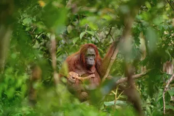 Czech Press Photo 2018: Poselství truchlící orangutaní matky převážilo Babišův polibek