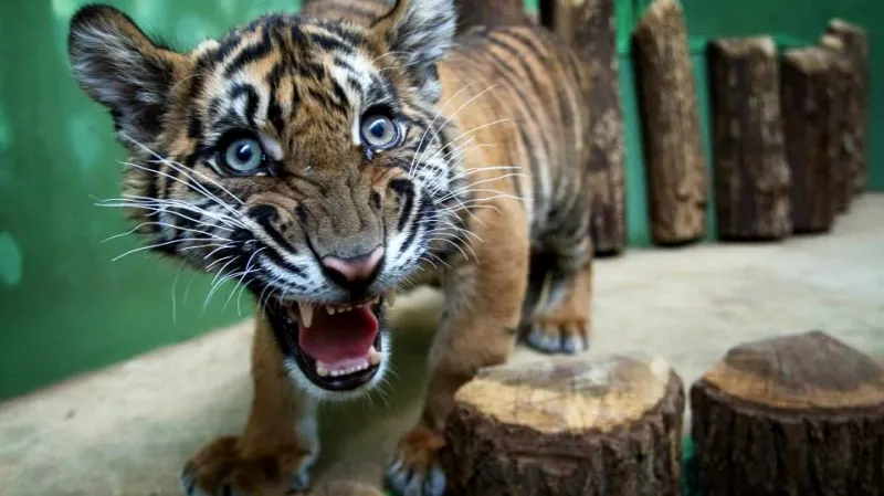 Pětiměsíční kotě tygra sumaterského