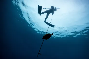 Podmořské tepelné ostrovy jsou častější, než se čekalo. Ovlivňují tam život