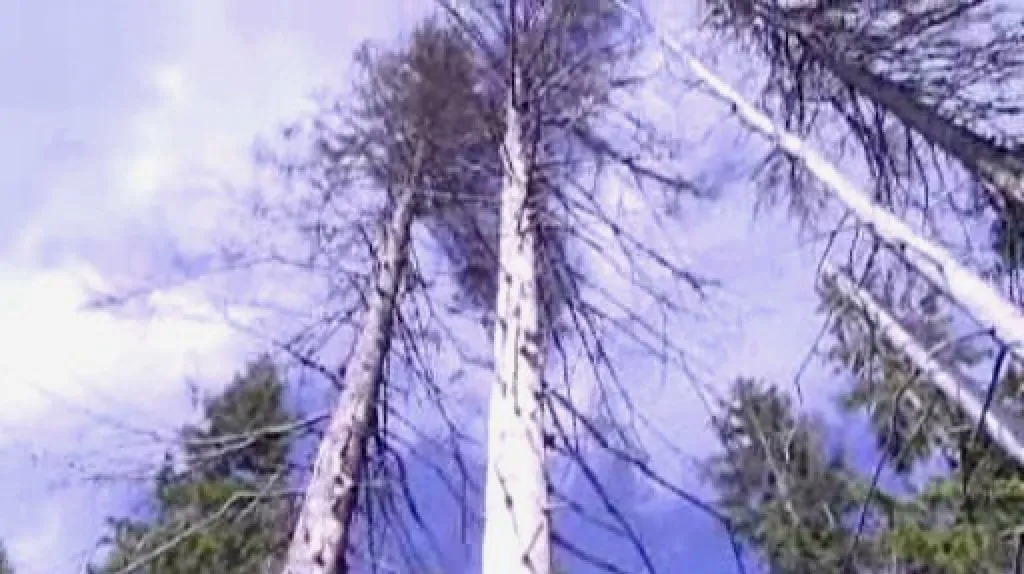 Kůrovec na Šumavě