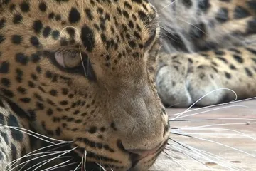 Brněnská zoo má nový pár ohrožených levhartů cejlonských, ošetřovatelé doufají v mláďata