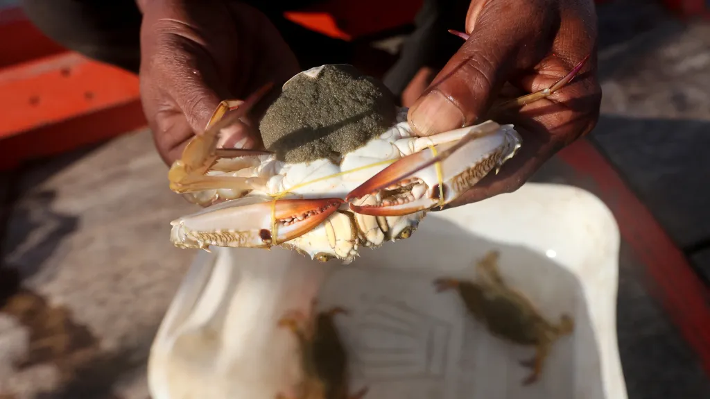Ung Bun ukazuje ulovenou samičku kraba s vajíčky, kterou se chystá pustit zpět do moře
