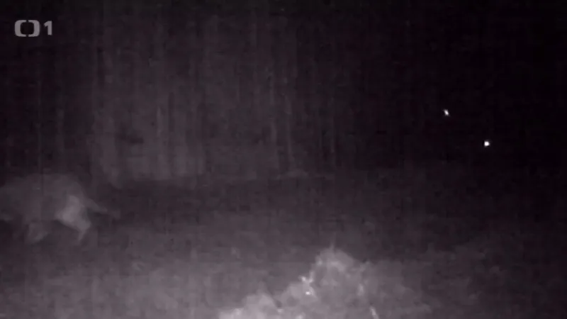 Zvíře, které má působit škody