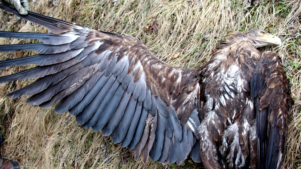 Mrtvý orel mořský