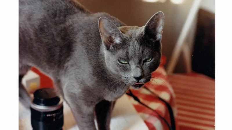 Krumbachová pečovala o symbiotické vztahy s kočkami v bytě Za zelenou liškou