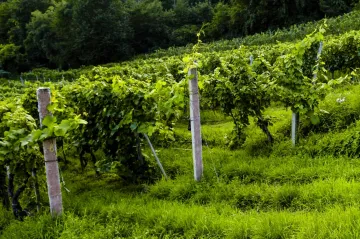 Brno osadilo svahy pod Špilberkem vinnou révou