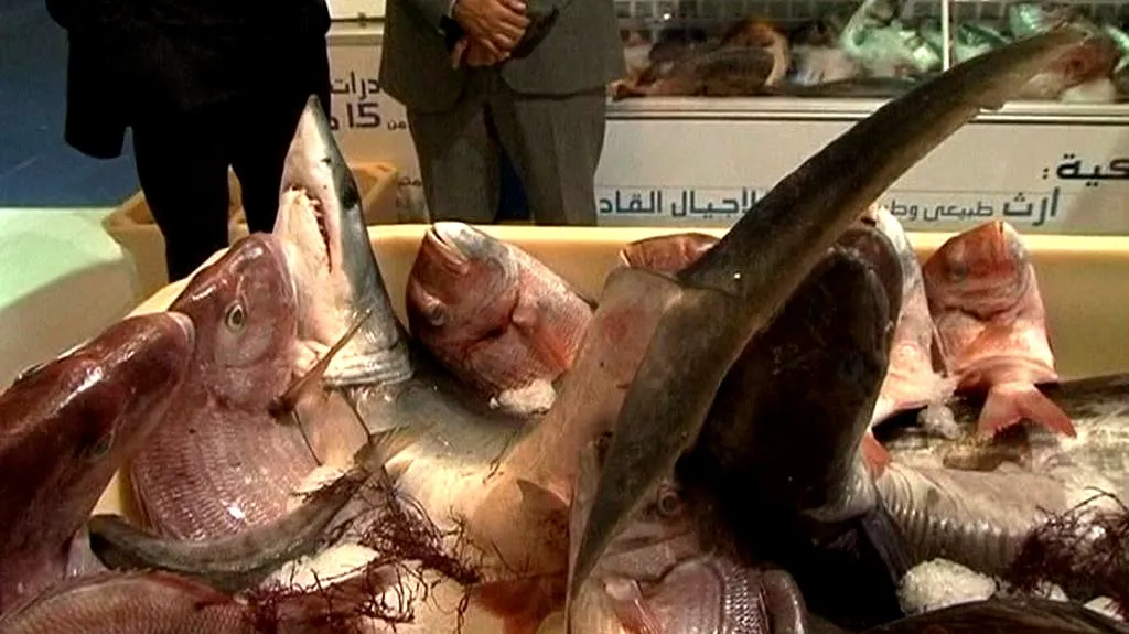 Maroko chce být rybářskou velmocí