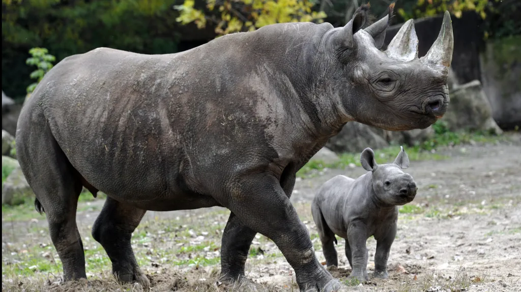 Malá Eliška se svou matkou Etoshou (září 2012)