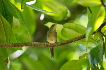 Stárnoucím rákosníkům seychelským pomáhají s péčí o mláďata „chůvy“, tvrdí vědci