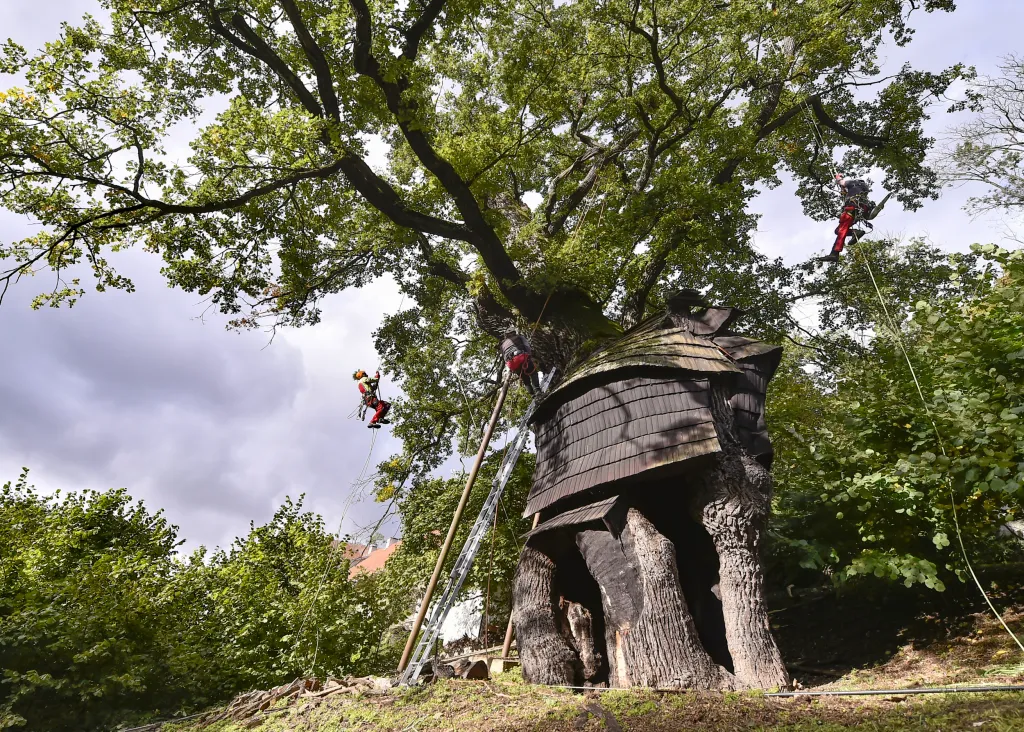 V Náměšti nad Oslavou odborníci opět ošetřili Žižkův dub starý přes devět set let