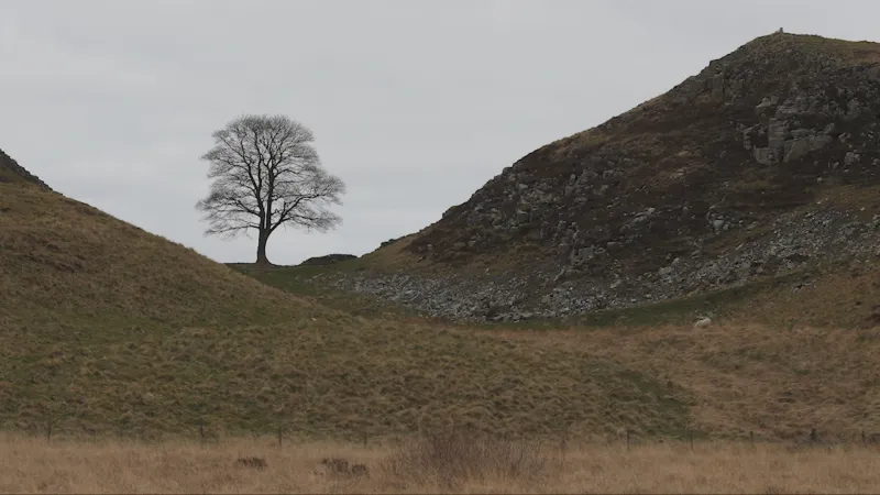 Slavný strom v minulosti