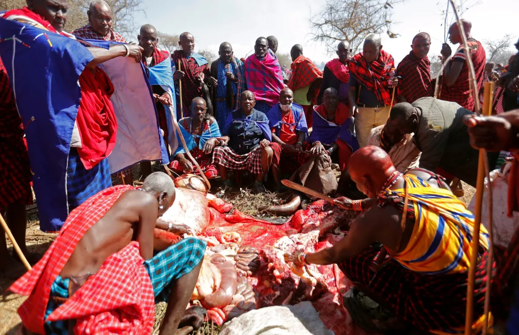 Masajové jsou známi jako děti krve a mléka. Je u nich běžné, že pijí čerstvou krev svého dobytka