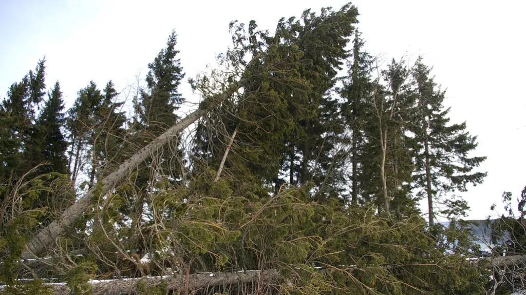 Polomy po orkánu v Krkonoších