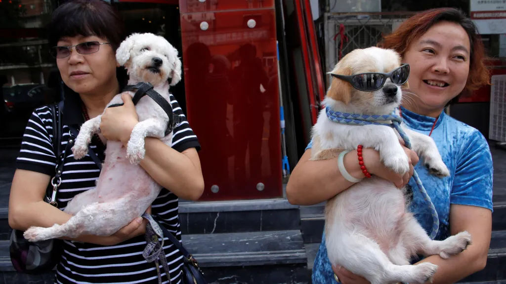 Čínské aktivistky se psy zachráněnými před snědením