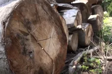 Krušnohorské bučiny by mohly být zachráněny, kraj postupně zakazuje těžbu vzácných stromů