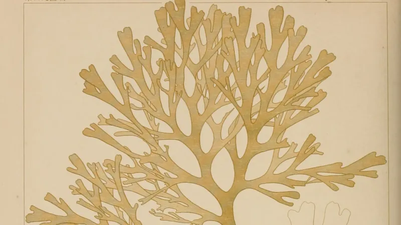 Chaluha Rugulopteryx okamurae