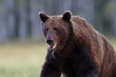 Medvěda, který na Valašsku napadl několik zvířat, chtějí odborníci odchytit