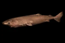 Biologové poprvé potvrdili meningitidu u žraloka gronského. Zjišťují, jak se mohl nakazit