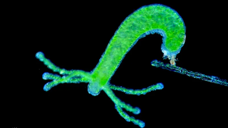 Nezmar, latinsky hydra