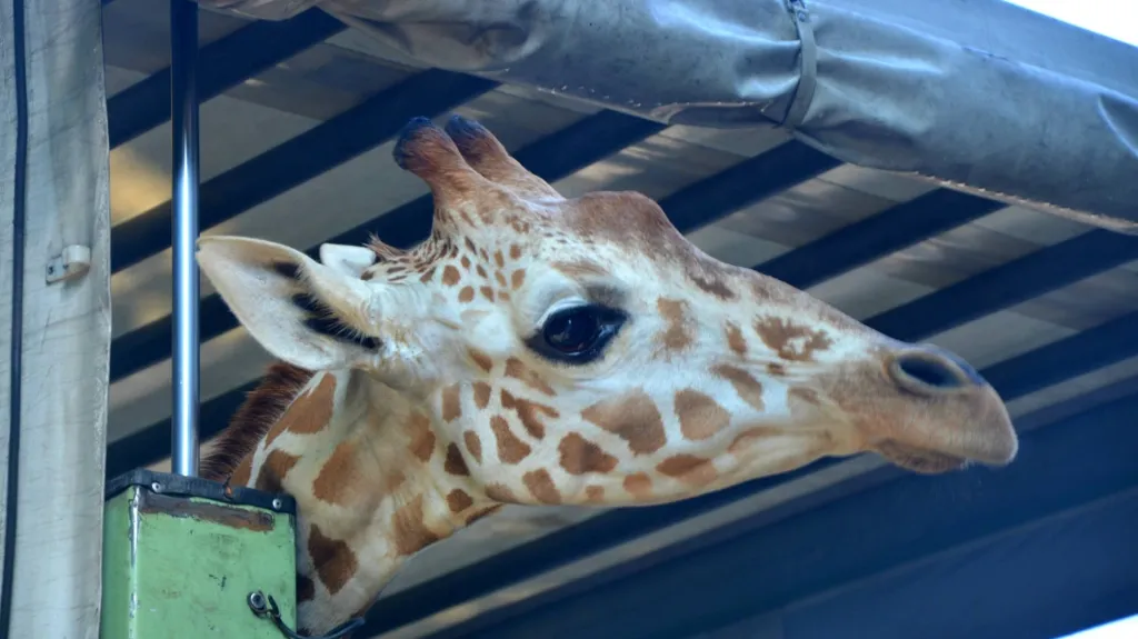 Žirafa Taziyah najde nový domov v Mnichově