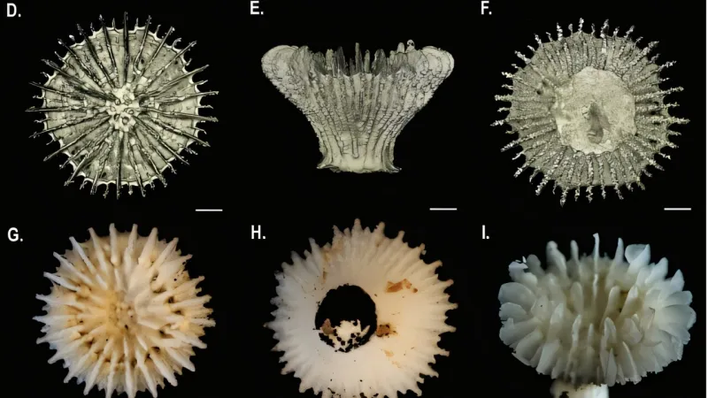Schránky hlubokomořských korálů