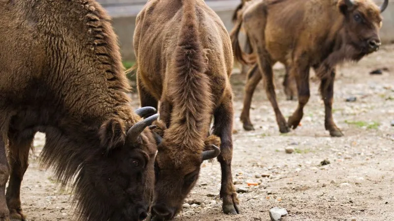 Zubři z pražské zoo