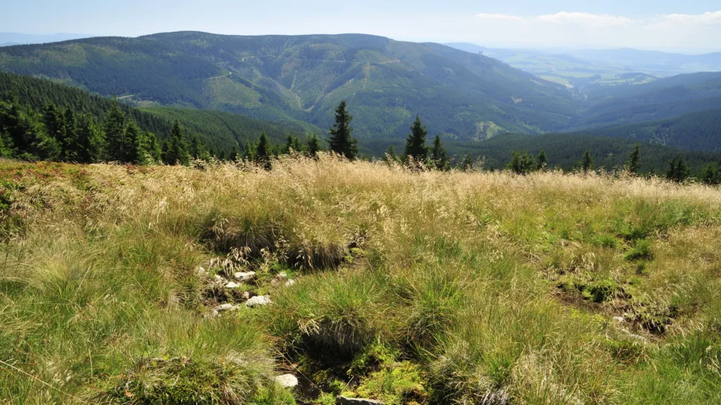 Úbočí Králického Sněžníku