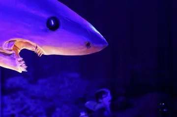 Jídelníček velkých bílých žraloků vědce překvapil. Z hřbetní ploutve u hladiny není třeba mít velký strach