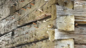Dřevěné klínky, takzvané floky, na jednom z rozpracovaných domů ve skanzenu. Zatlučené do trámů vytváří „kožich“, který bude držet hliněnou omítku