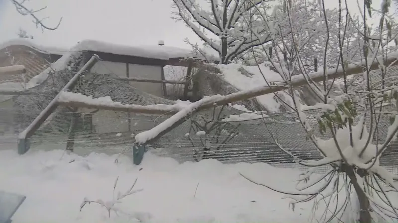 Zhroucená voliéra v Zoo Hluboká