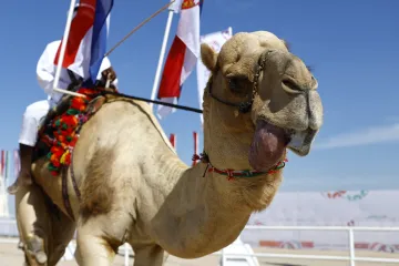 Botox vyřadil velbloudy ze soutěže krásy. Z kulturního dědictví je byznys