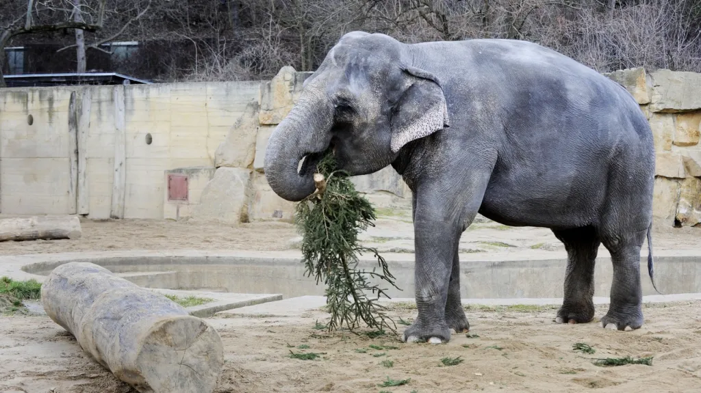 Slon se živí vánočním stromkem