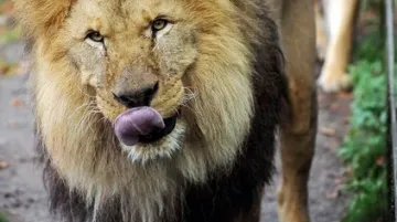 Lev Sultán a lvice Elsa v liberecké zoo