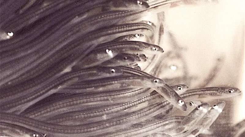 Úhoří monté v délce přibližně 8 cm