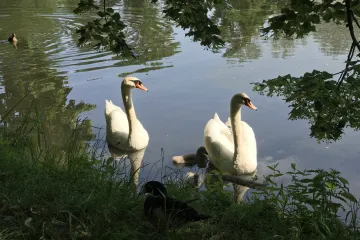Dva muži napadli skupinu ornitologů. Mysleli si, že týrají labutě
