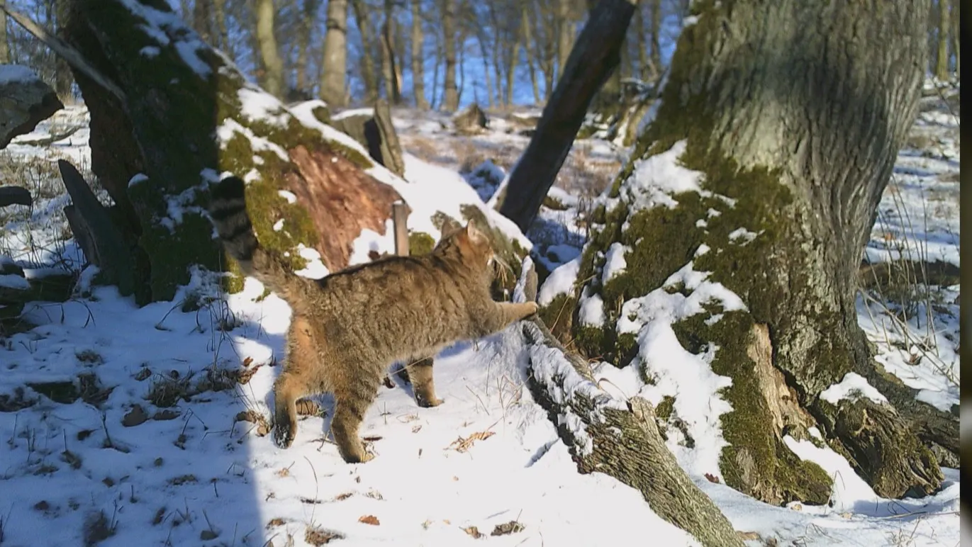 Do Lužických hor se vrátily divoké kočky. Fotopasti ukázaly koťata