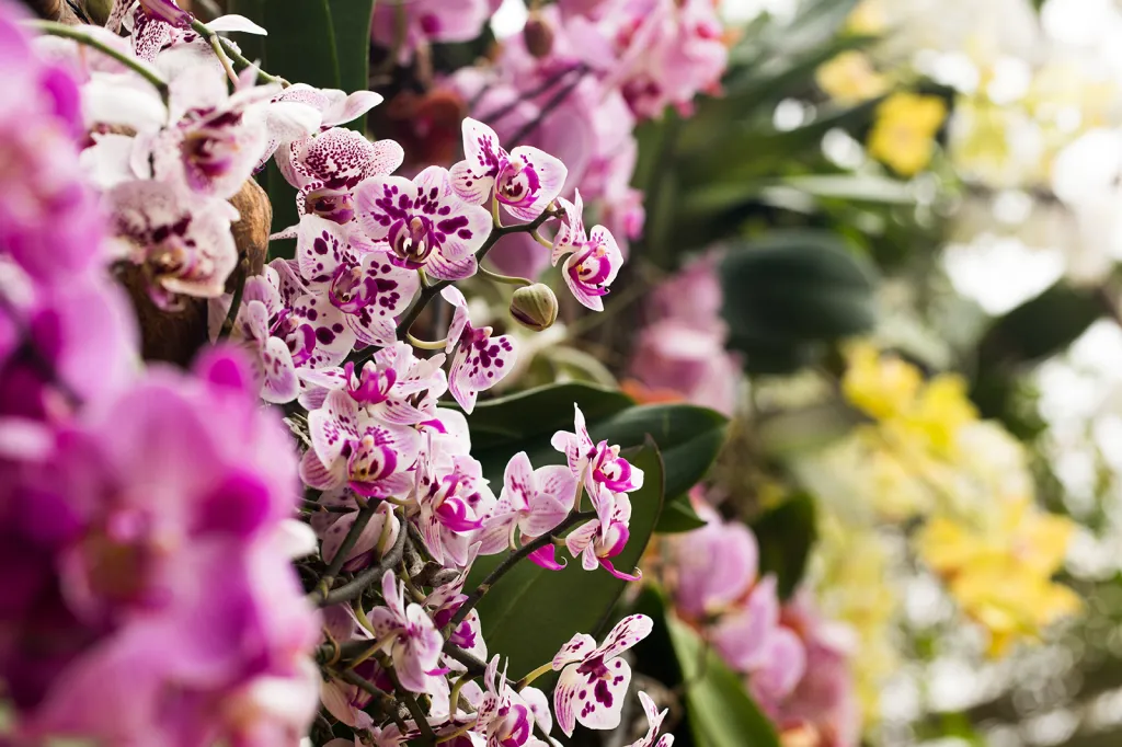 Výstava orchidejí v pražské botanické zahradě