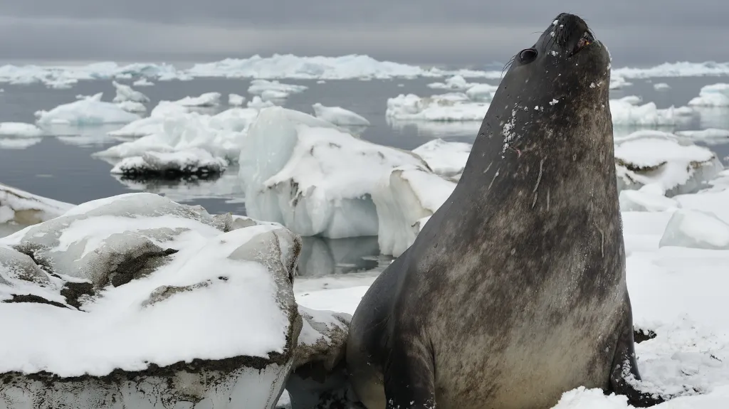 Antarktida není mrtvý kontinent