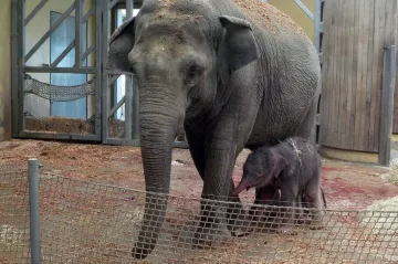 V Ostravě je pět slonů. Samice, které zemřela dvě mláďata, znovu porodila
