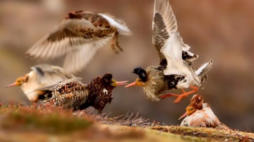Vítězná fotografie juniorské kategorie Wildlife Photographer of the Year