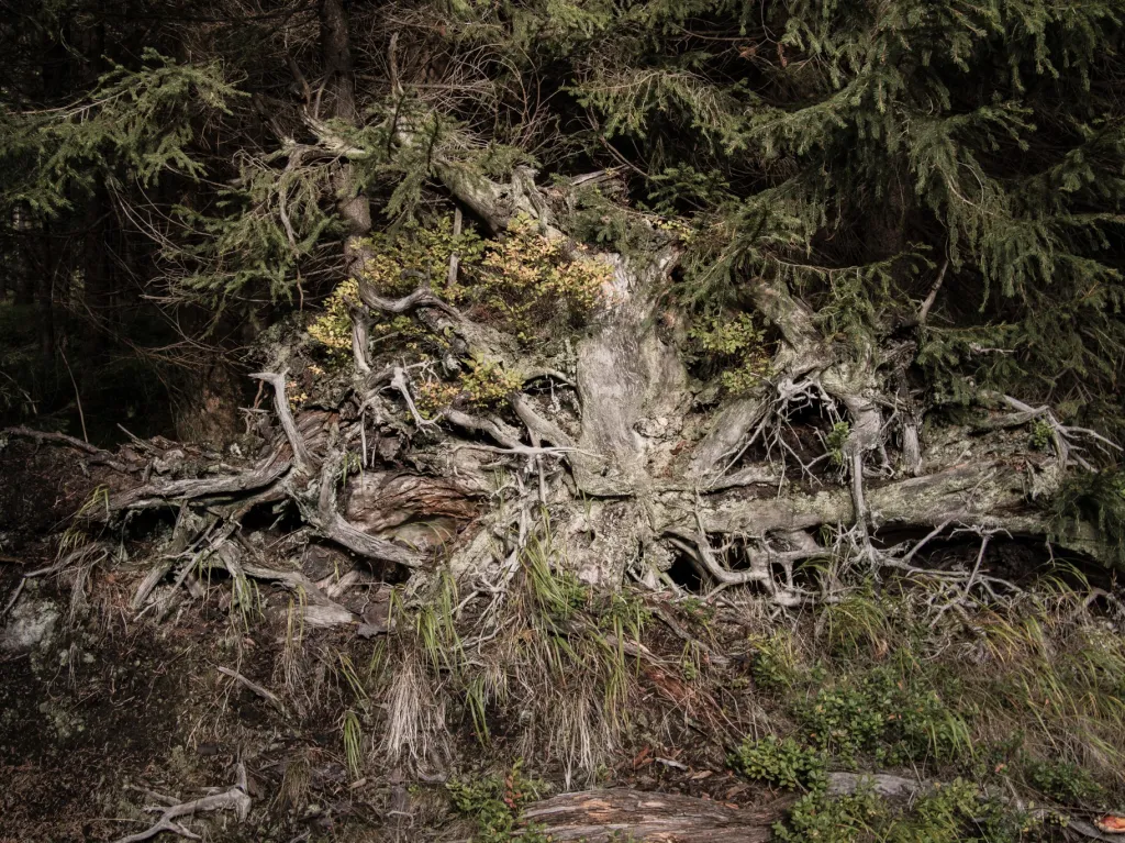 Rašeliniště byla v minulosti v některých částech uměle odvodňována melioračními příkopy a proto zde Agentura ochrany přírody a krajiny ČR ve spolupráci s Lesy ČR iniciovala realizaci systému dřevěných přehrážek, které by měly zabránit nadměrnému odtoku vody z rašelinišť a tím jejich degradaci